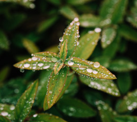 raindrops on leaf