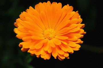 orange flower in the garden