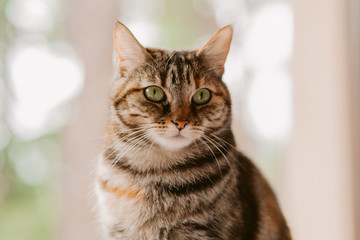 Beautiful tabby cat portrait. Domestic cat  posing. 