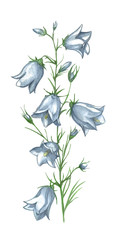 Hand drawn bluebells flowers. Spring flowers isolated on white background. Illustration for postcard, wedding, invation