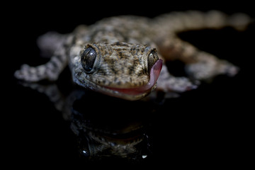 Retrato de Salamanquesa (Tarentola mauritanica) gecko