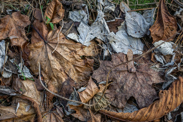 leaves of a tree in late autumn