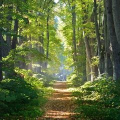 Foto op Canvas Rural gravel road (alley) through mighty green linden trees. Soft sunlight, sunbeams. Fairy forest landscape. Picturesque scenery. Pure nature. Art, hope, heaven, loneliness, wilderness concepts © Aastels