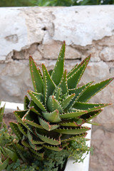 Aloe perfoliata