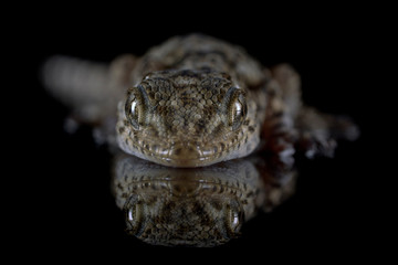 Retrato de Salamanquesa (Tarentola mauritanica) gecko