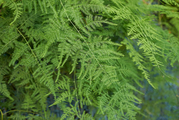 Asparagus setaceus