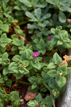 Aptenia Cordifolia