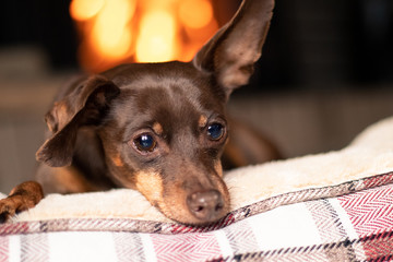 adorable brown pinscher rest in the house side to the fireplace