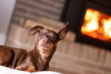 adorable brown pinscher rest in the house side to the fireplace