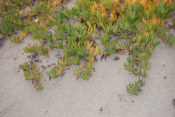 Carpobrotus edulis