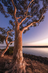 Fototapeta na wymiar Sycamore Tree 