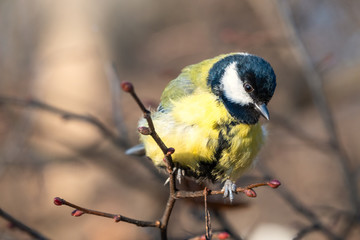 Cute bird Great tit, songbird sitting on the nice branch with beautiful autumn background