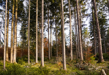 Forest view in southern Germany