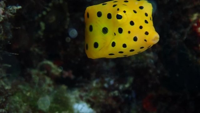 Juvenile yellow boxfish (Ostracion cubicus) hides under a coral shade while it searches for algae as its main food source.