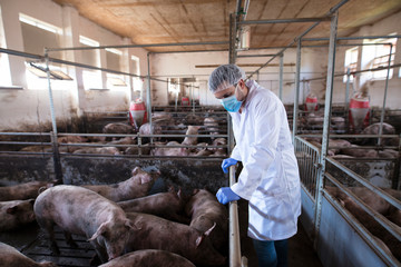 Veterinarian leaning on the cage fence and observing pigs at pig farm and checking their health and growth.