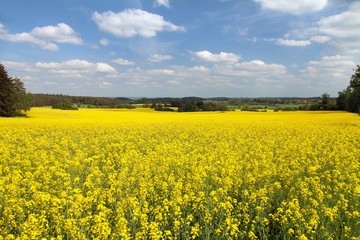 Obraz premium Rapeseed, canola or colza field in Latin Brassica Napus