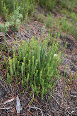 Erica multiflora