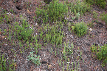Erica multiflora