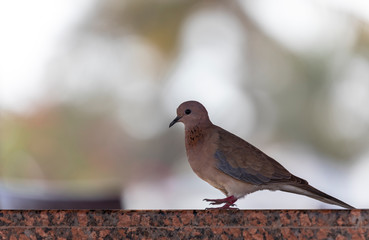 Pigeon on the marble