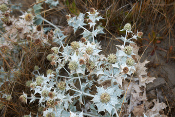Eryngium maritimum