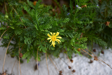 Euryops pectinatus