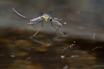 Close-up of a mosquito on the surface of the wastewater .