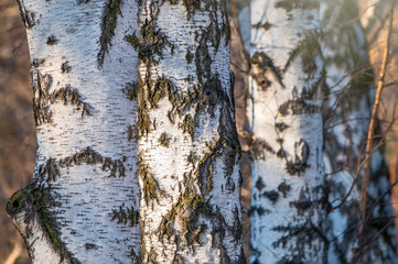 Obraz premium Trunks of birches on a blurred autumn background.