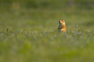 Prairie dog standing in green field
