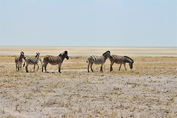 Fototapeta na wymiar Herd (six) zebras standing in Bushland in Etosha Nationalpark / Namibia