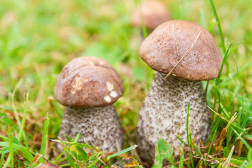 Boletus mushrooms grow in the summer in the green grass