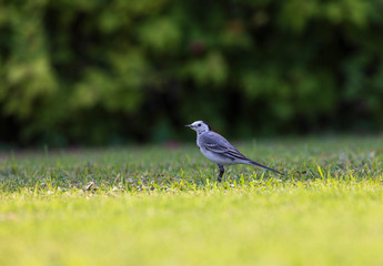 Fototapeta premium Wagtail on a grass