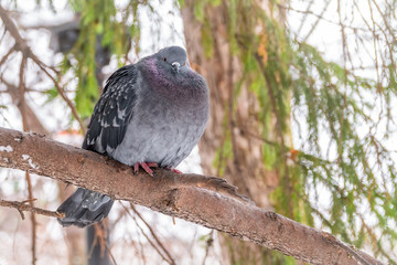 The fat pigeon is importantly sitting on a branch.