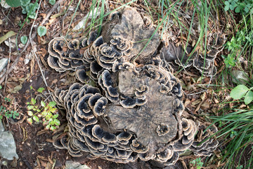 art of mashrooms five