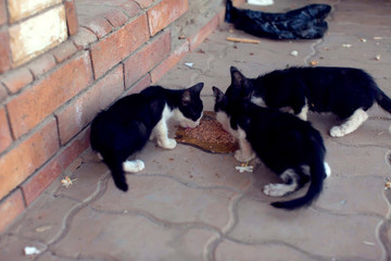 Homeless hungry kittens eating food on the street. Animal protection concept