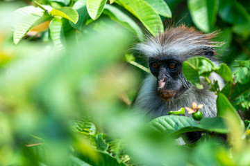 Affe im Jozanie Forest