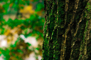 moss on tree,green,leafs,bark,