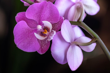 Fototapeta na wymiar beautiful flowers orchid black background