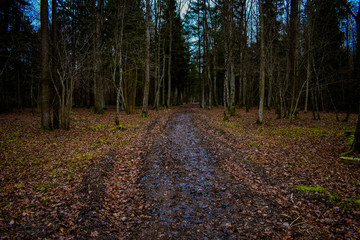 Fototapeta premium frozen soil road in the forest