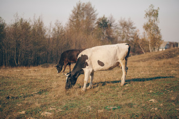 Cow