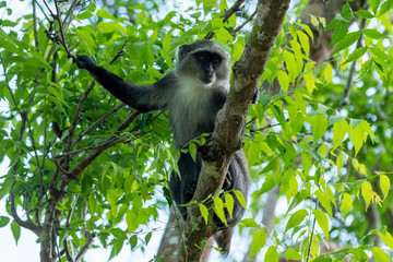 Affe im Jozanie Forest