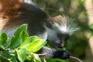 Affe im Jozanie Forest