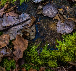 Leaves on trunk