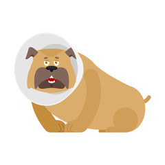Dog with Elizabethan collar. Pet cone. Veterinary equipment vector illustration