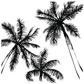 Tropical vector background. Hand painted illustration. Hand drawn palm tree silhouette.
