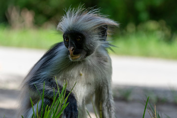 Affe im Jozanie Forest