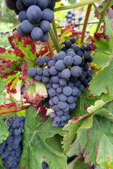Weintrauben
