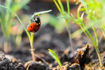 Naklejka premium ladybug on flower
