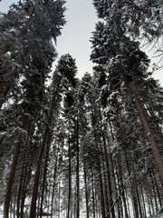 Fototapeta premium forest in winter
