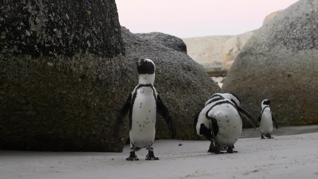 African penguin cleans feathers with beak. African penguin ( Spheniscus demersus) also known as the jackass penguin and black-footed penguin. South Africa