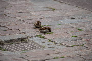 Birds on the street